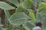 Bushy seaside tansy